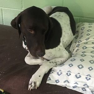 Meet your Posher, Ademir